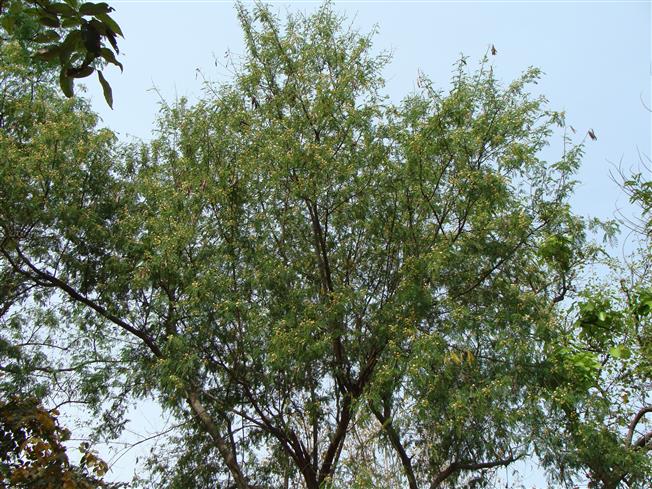 Leucaena leucocephala